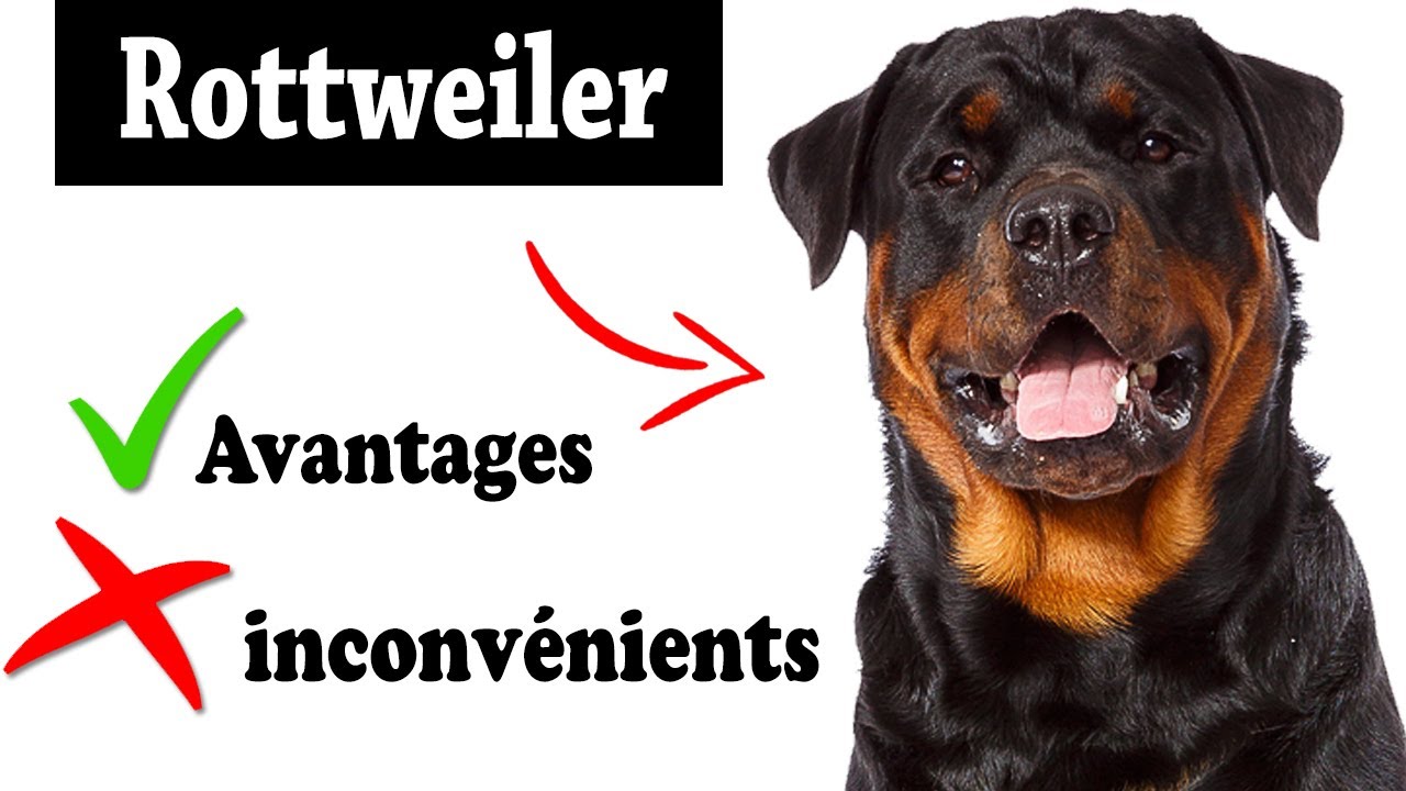 Le Rottweiler Avantages et Inconvénients | Rottweiler Le mal Et Le Bien De La Race
