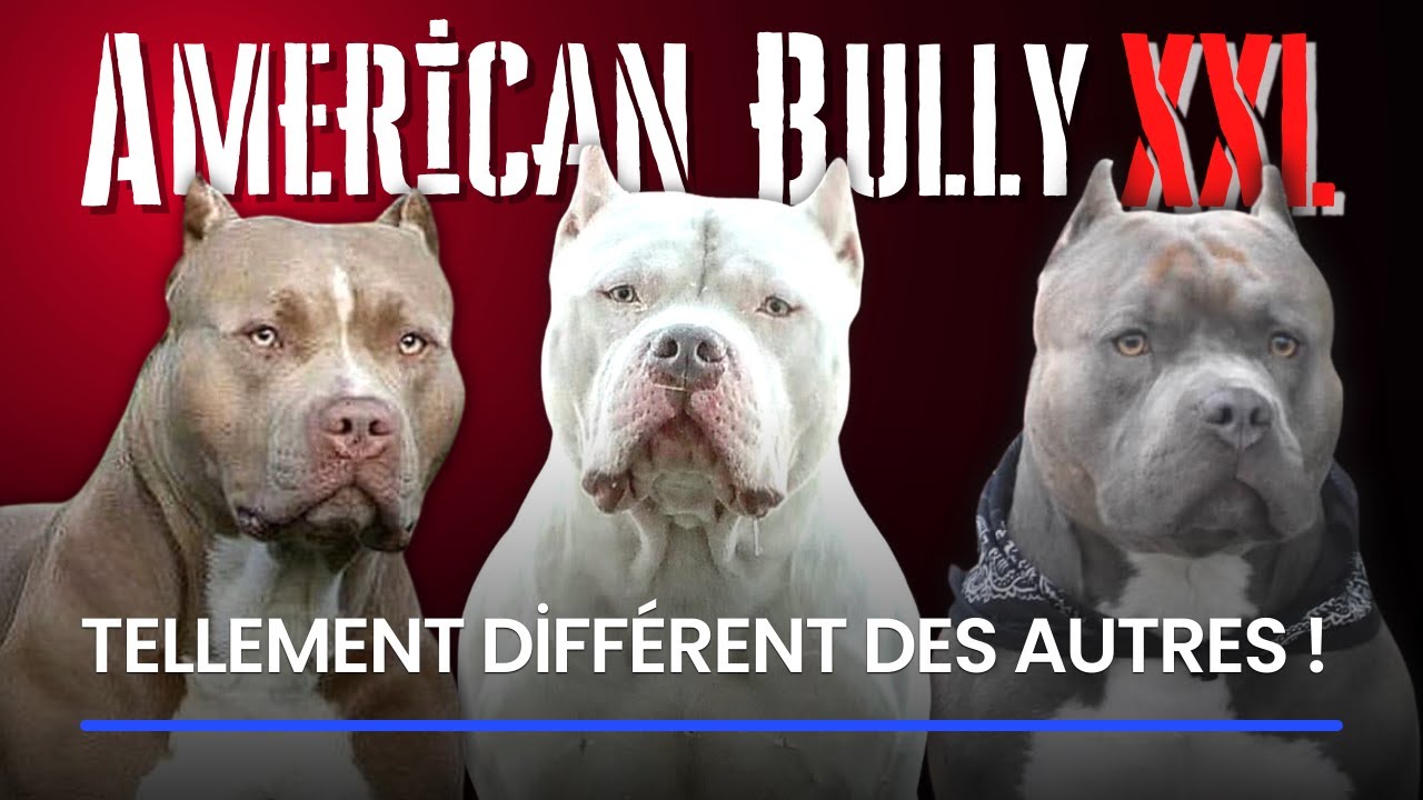 Qu'est-ce qu'un tyran américain XXL