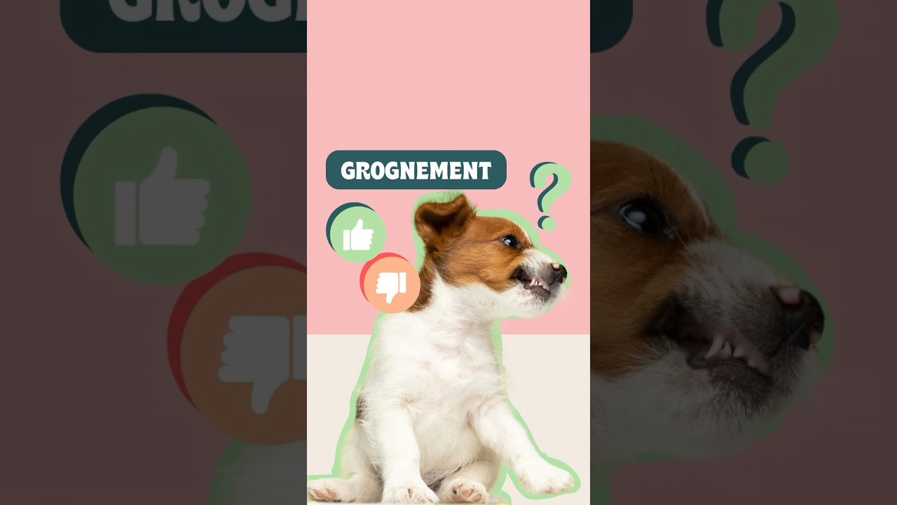 Le grognement : bon ou mauvais comportement du chien ? #educationchien