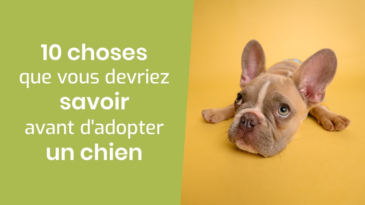 10 CHOSES QUE VOUS DEVRIEZ SAVOIR AVANT D'ADOPTER UN CHIEN