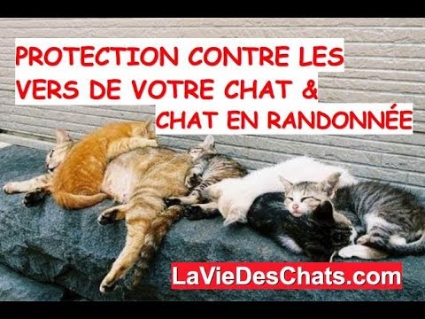 Protection contre les vers de votre chat 🐱 & ce chat 🐱 voyageur
