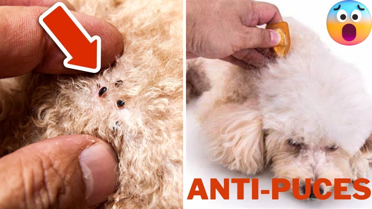 Huile ANTI-PUCES pour les Chiens: Se Débarrasser des Puces ET des Problème ET Améliorer la Peau