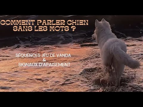 Entre flair et signaux d'apaisement : mieux les comprendre. Avec Vanda de ZEN dans mes pattes