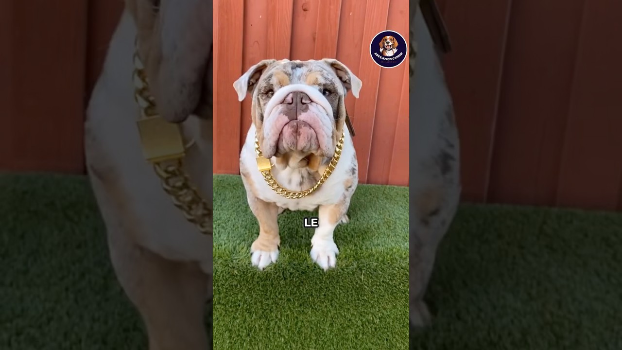 Les choses à savoir sur le bull dog anglais #chien #chiens #dressersonchien #animaux