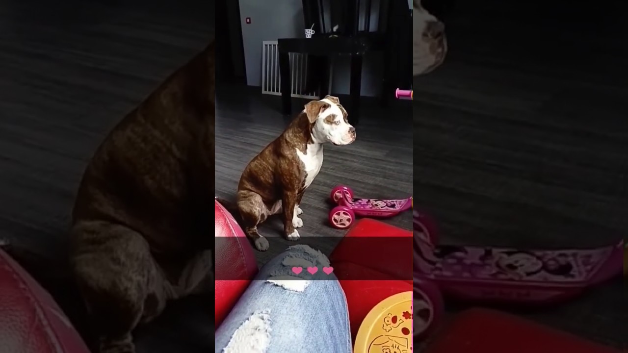 Bouledogue américain bully