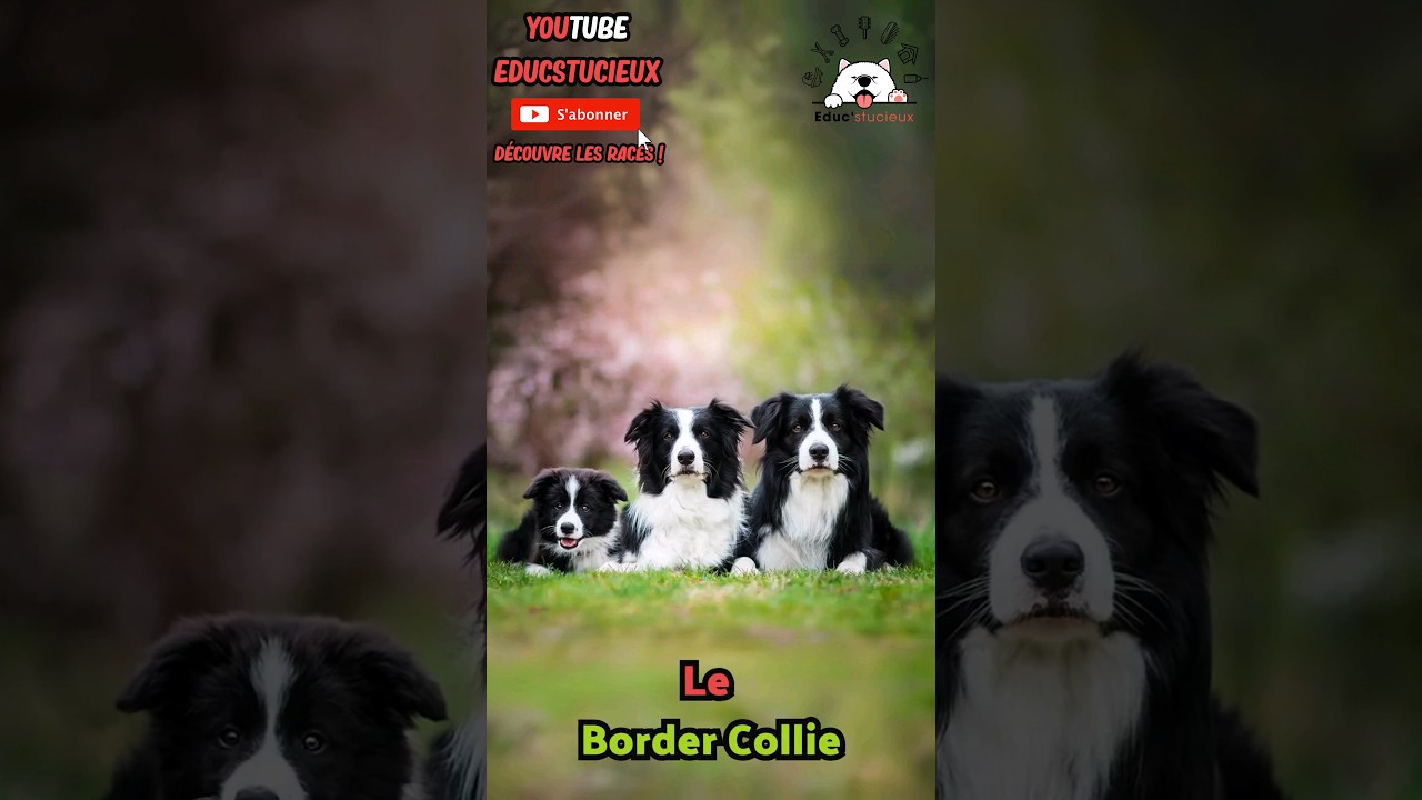 🐶🔥 Le Border Collie : l'intelligence pure ! 🧠✨ #bordercollie #chiens #racesdechiens #racedechien