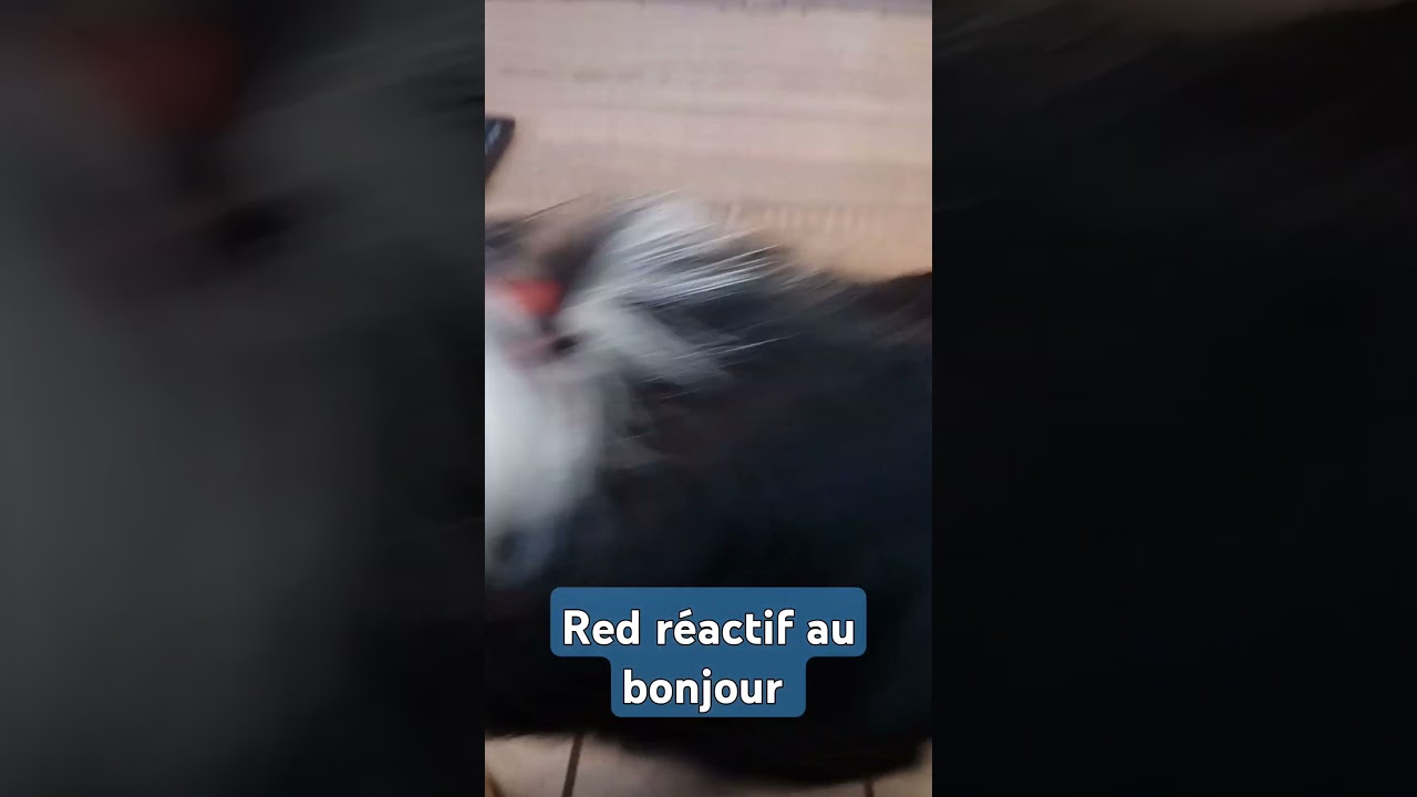 Drôle de réaction #berger australien #chien