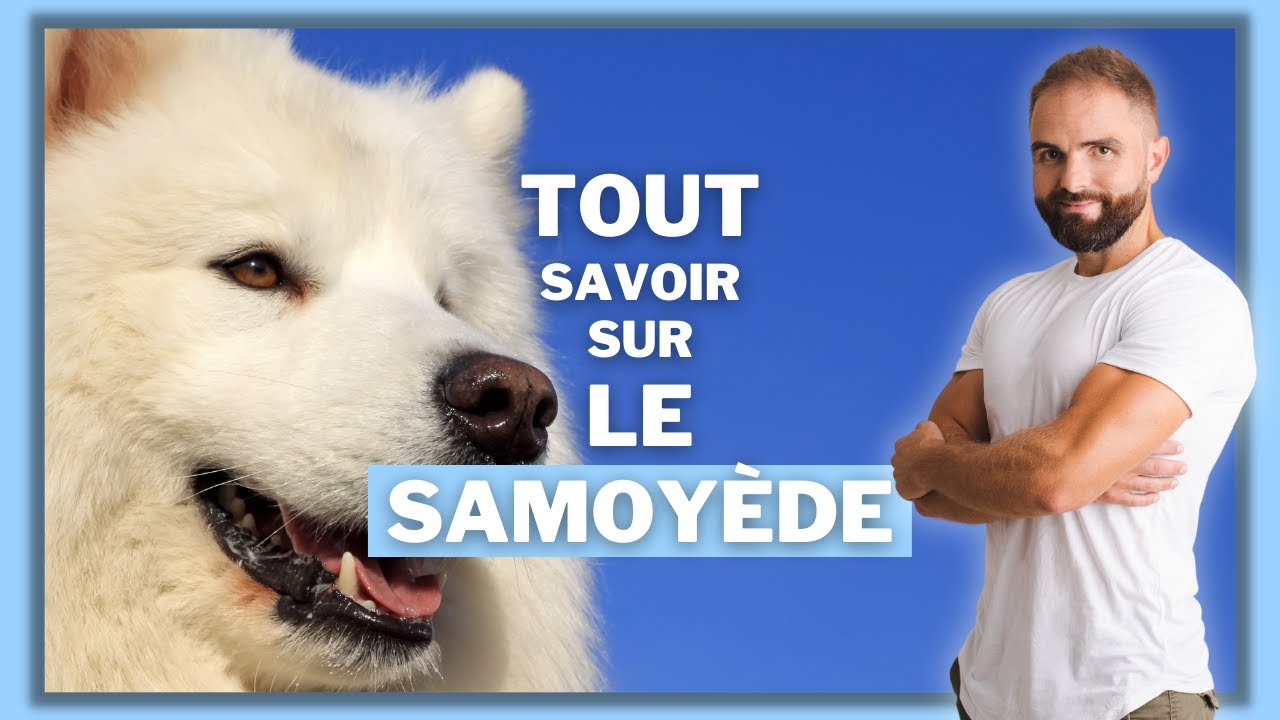 Chien de race Samoyède : caractère, dressage, comportement, santé de ce chien de race