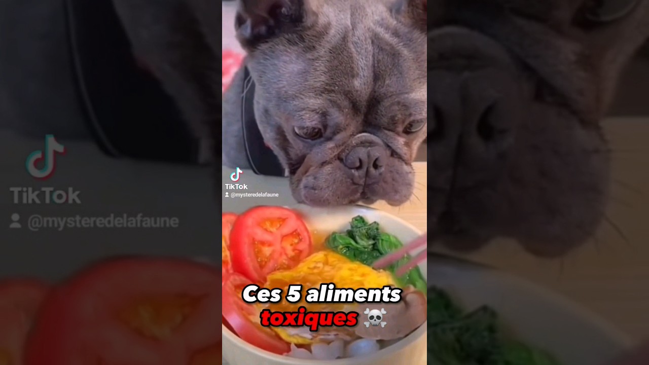 5 aliments à ne jamais donner à votre chien ! #chien #toutou #animaux #animaldecompagnie #dog
