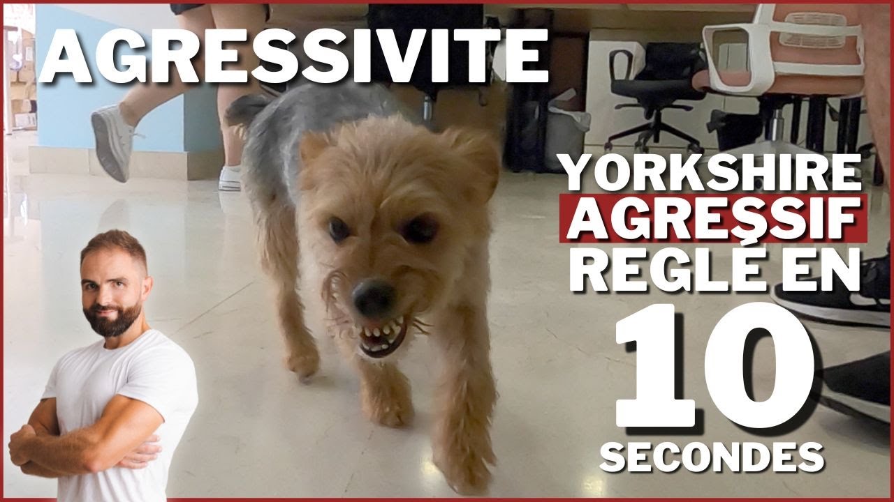 Yorkshire AGRESSIF réglé en 10 sec !