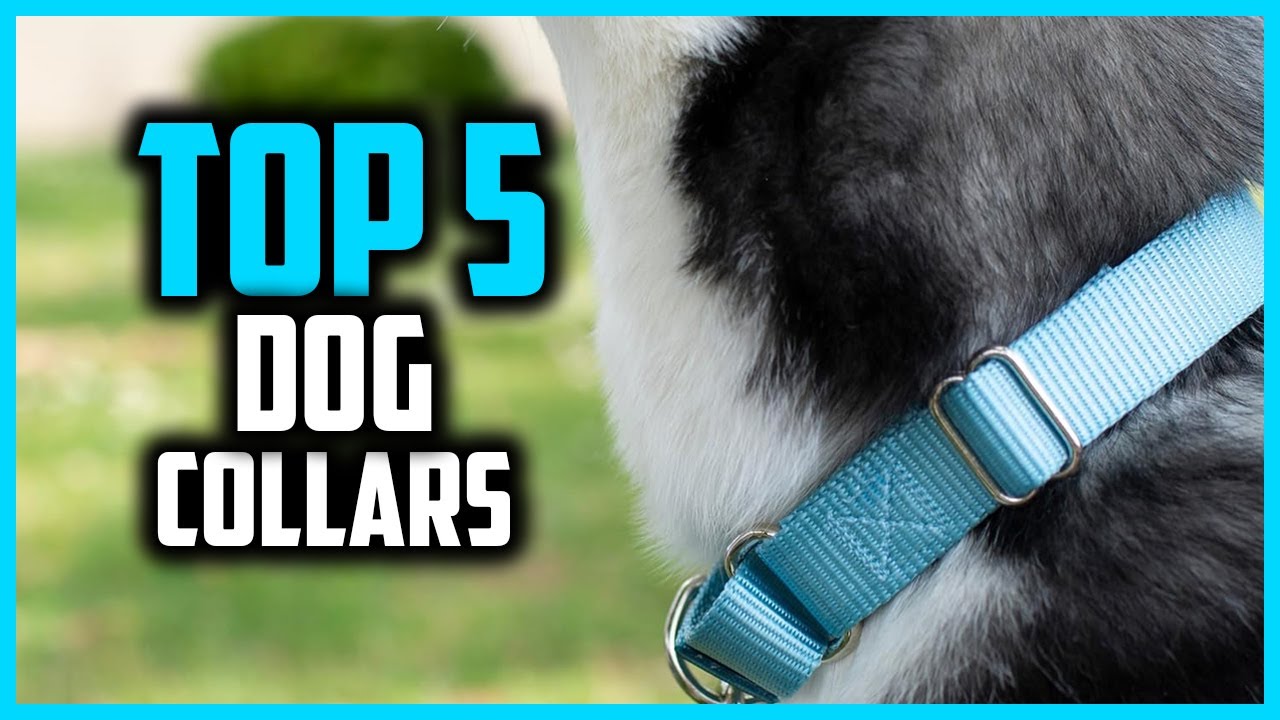 ✅ The 5 Best Dog Collars of 2025