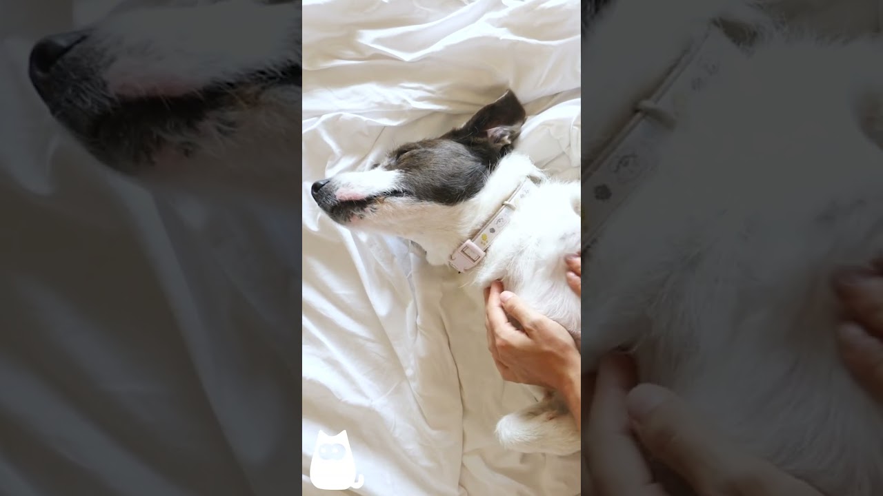 5 BIENFAITS de DORMIR avec votre CHIEN 🐶💤 #chiens #sleepingwithdogs #animals