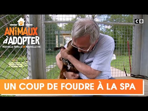 Bertrand, 80 ans, trouve un compagnon à la SPA - Animaux à Adopter