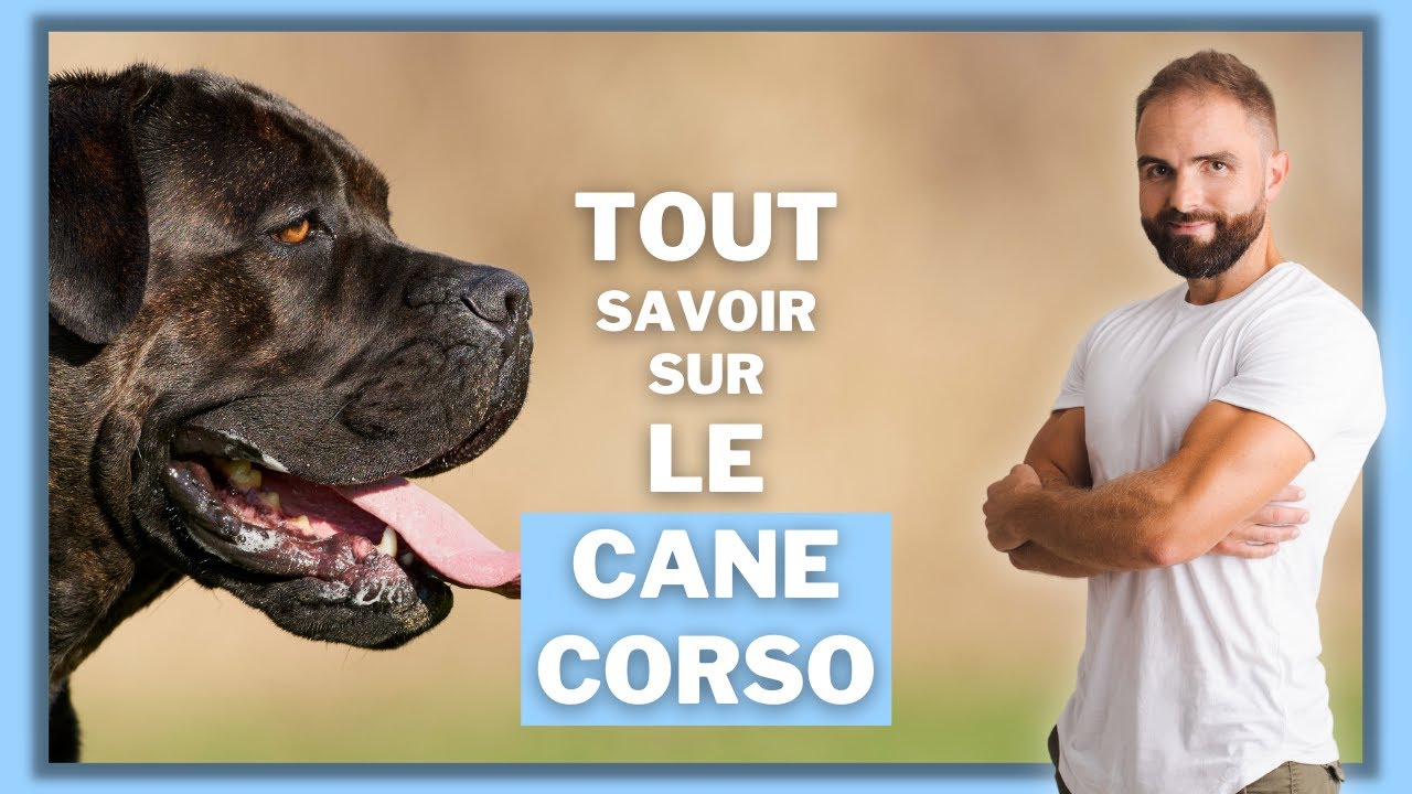 Race de chien Cane corso : caractère, dressage, comportement, santé de ce chien de race...