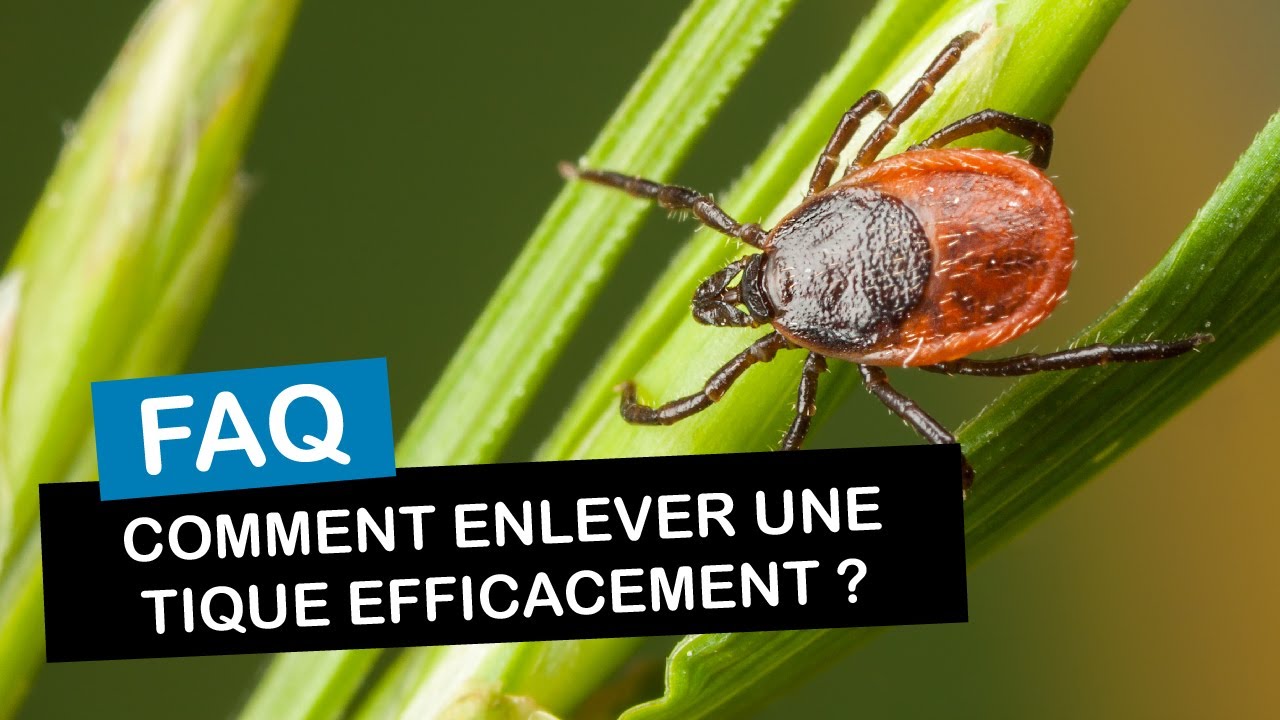Comment enlever une tique efficacement ?