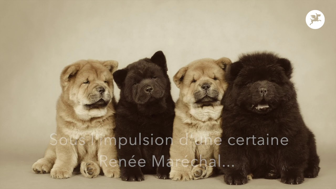 Le Chow-Chow