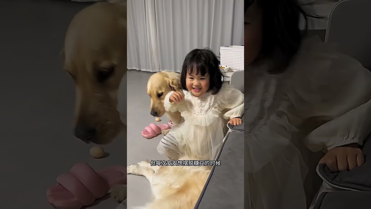 Golden Retrievers are the best growth companions for children🥳