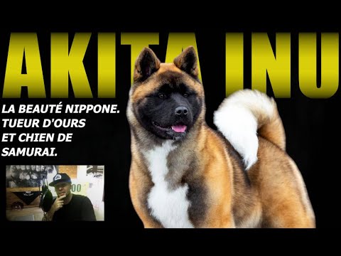 MÉFIEZ-VOUS DES APPARENCES! AKITA JAPONAIS ET AMÉRICAIN. Histoire, caractère et éducation.