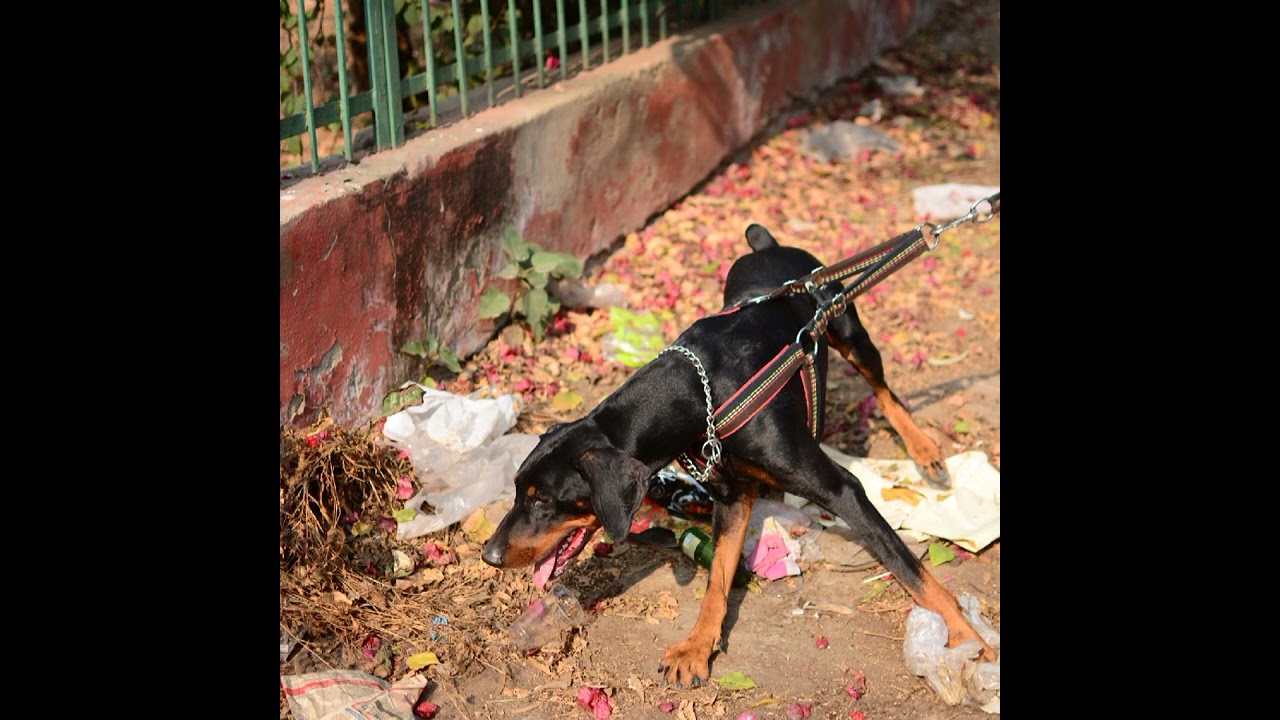 Viral Black 🖤 Doberman Reel🔥😱😍#shorts#youtubeshorts