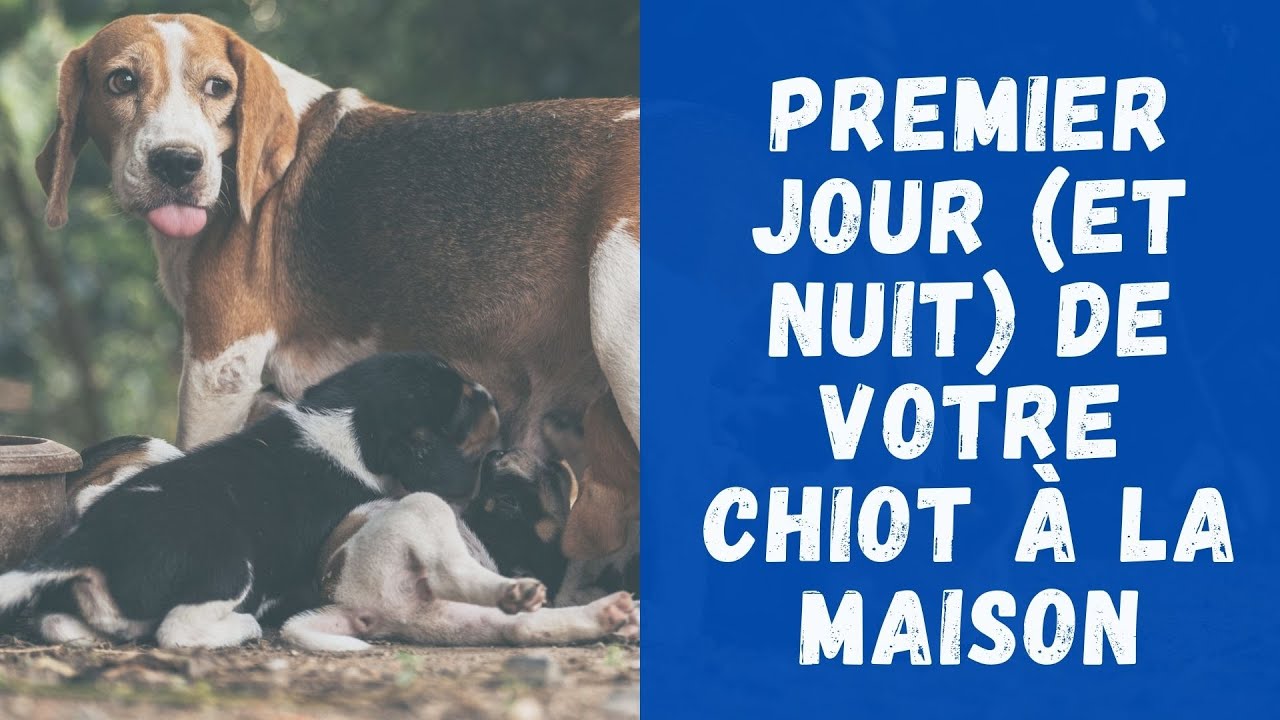 Premier Jour (Et Nuit) De Votre Chiot À La Maison 🐩