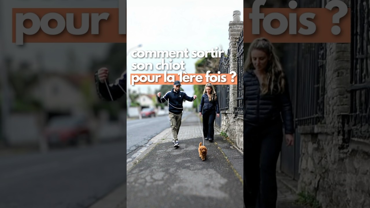 Comment sortir son chiot pour la première fois ? ft. @amistory