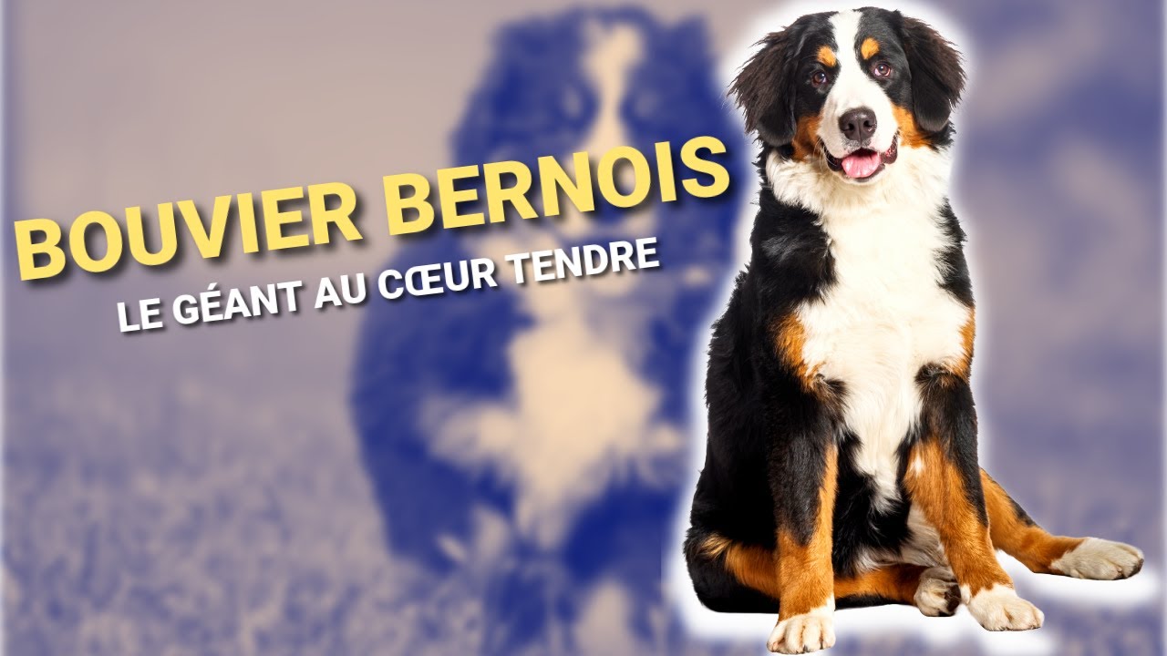 Bouvier Bernois : Tout savoir sur ce GÉANT