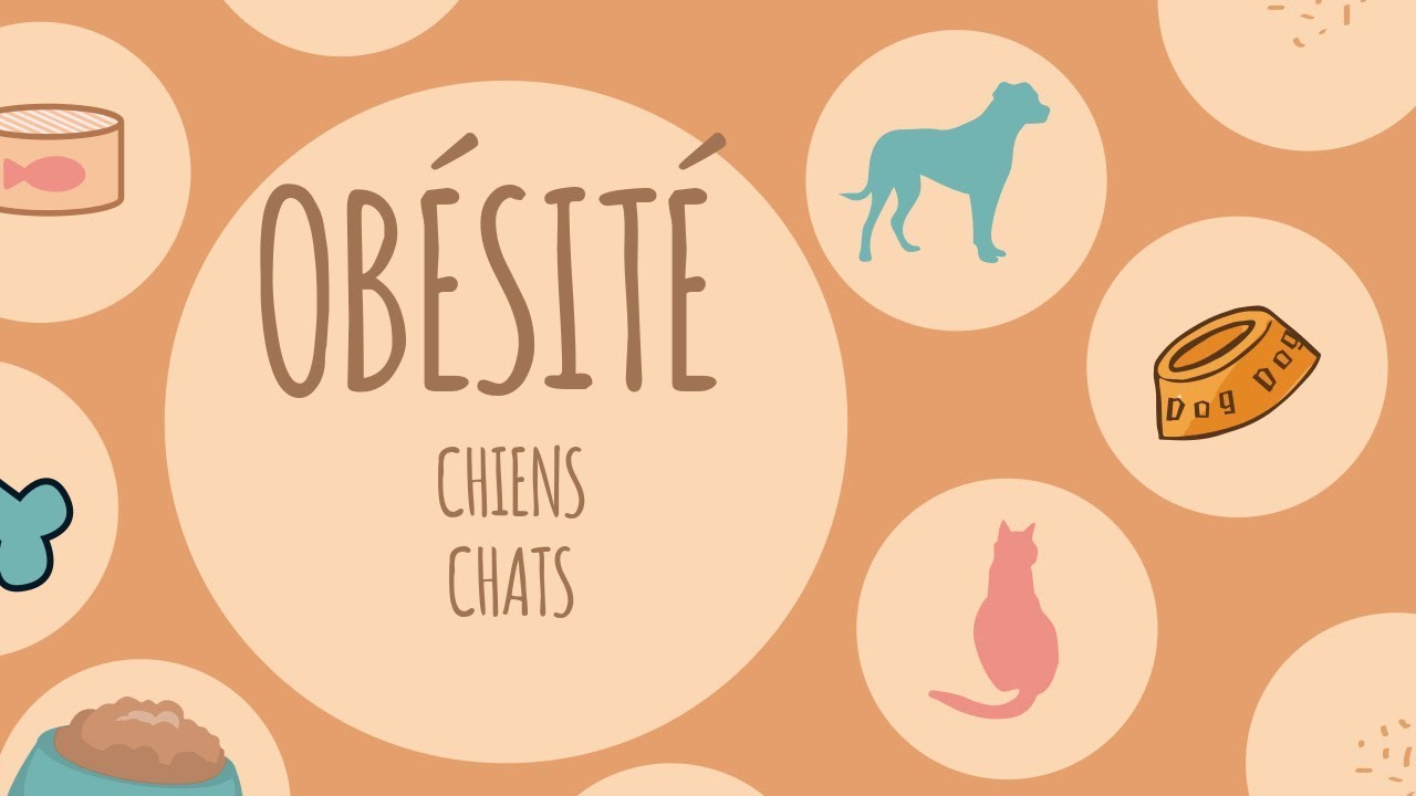 Mon animal est-il obèse ? Que faire ?