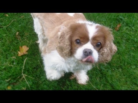 Chip CKC, Izzy Jack Russell & Olly Cavalier King Charles mooching.