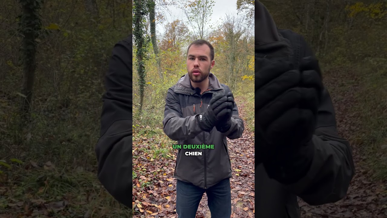 Bien choisir son deuxième chien !