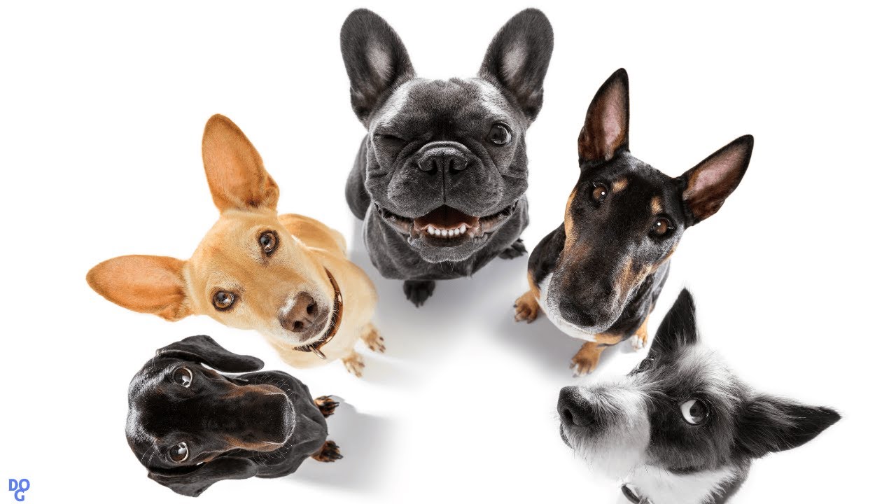 Les 5 Races de Chiens Incontournables : Le Guide Ultime pour Trouver Votre Fidèle Compagnon ✅