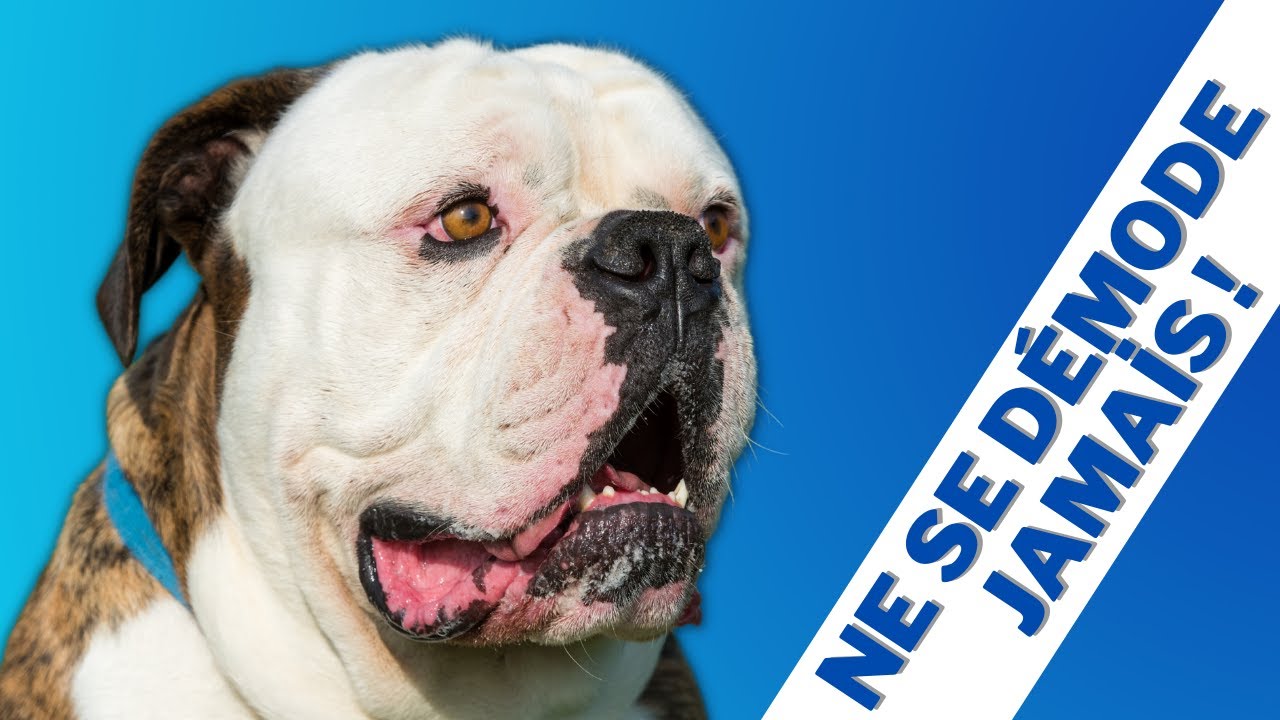 Caractéristiques de la race de Bouledogue américain