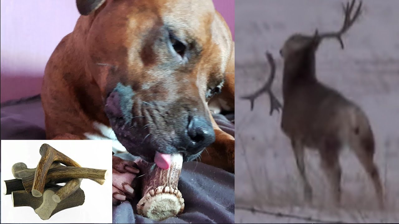 Corne de cerf pour chien : Artisan Gift Co