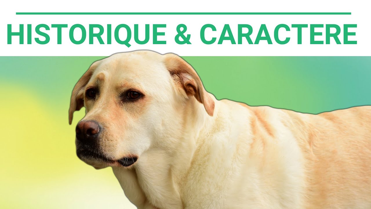 Connaissez vous l'Histoire du Chien Labrador Retriever ?  👉Tout savoir sur cette race de chien