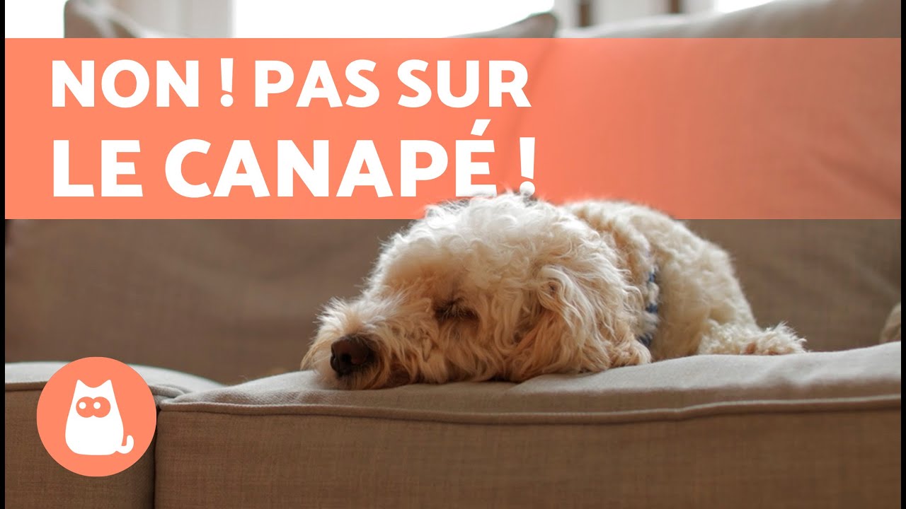 Comment EMPÊCHER un CHIEN de MONTER sur un CANAPÉ ? 🛋️❌🐕 | Éducation canine