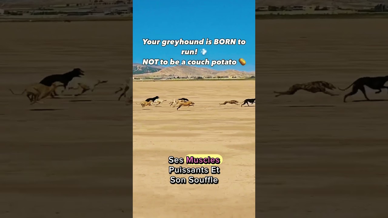 Le chien le plus rapide du monde : découvrez le Greyhound à 72 km/h ! #chiens #animals