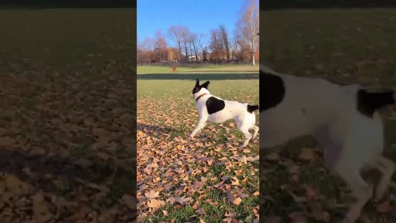 Jack Russell Border Collie Mix Zoomies Madness 🐕🌪️