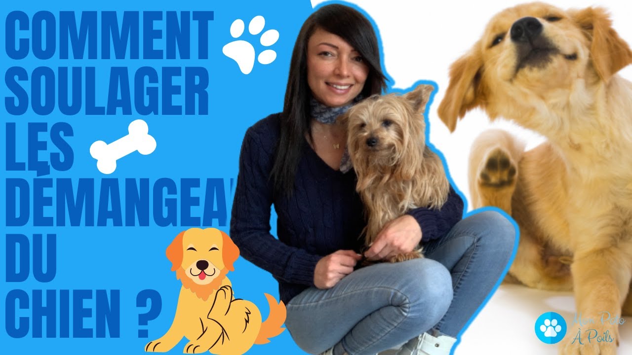 COMMENT SOULAGER LES DÉMANGEAISONS DU CHIEN ? 🐕🤔#CommentSoulagerLesDemangeaisonsDuChien? 😌🐶