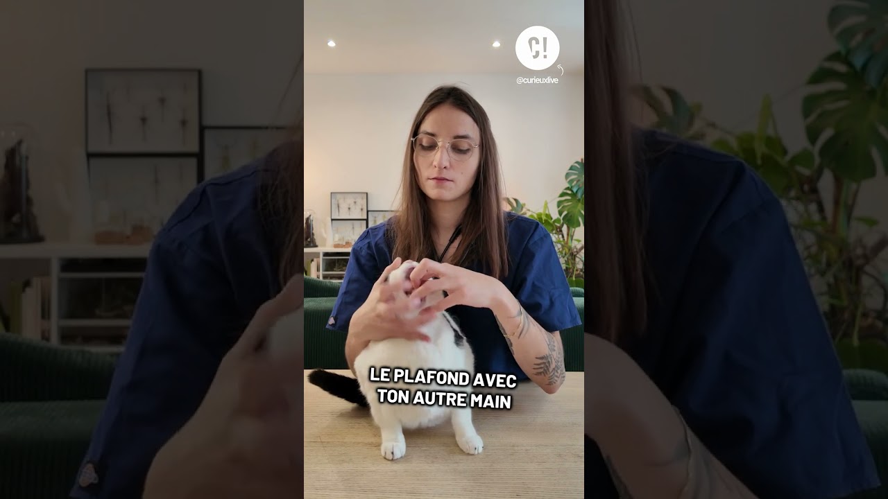 TUTO : Comment faire avaler un médicament à votre chat ? @terrapodia