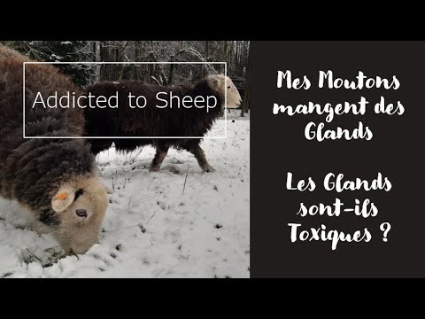 MES MOUTONS MANGENT DES GLANDS : Est ce toxique ?