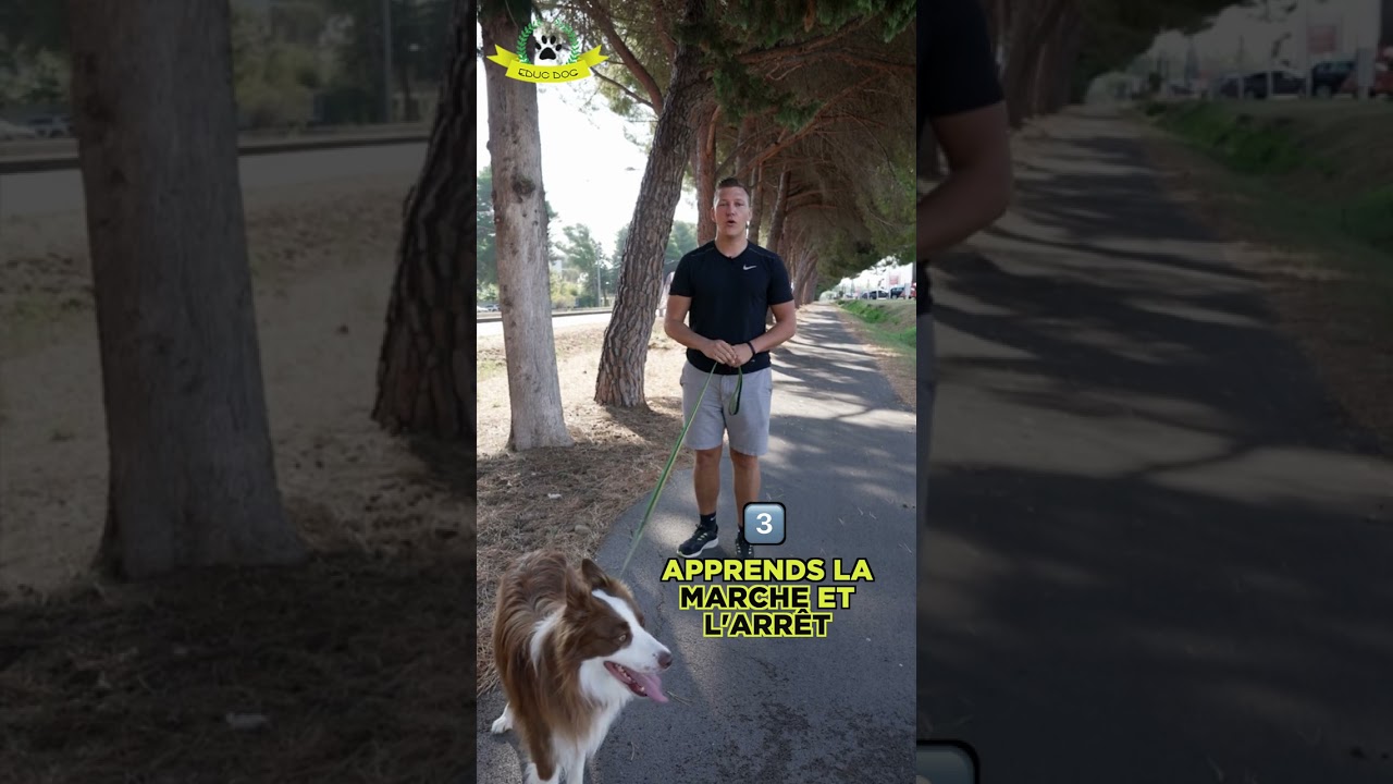 Votre chien tire-t-il sur la laisse? 🐕🤷‍♂️