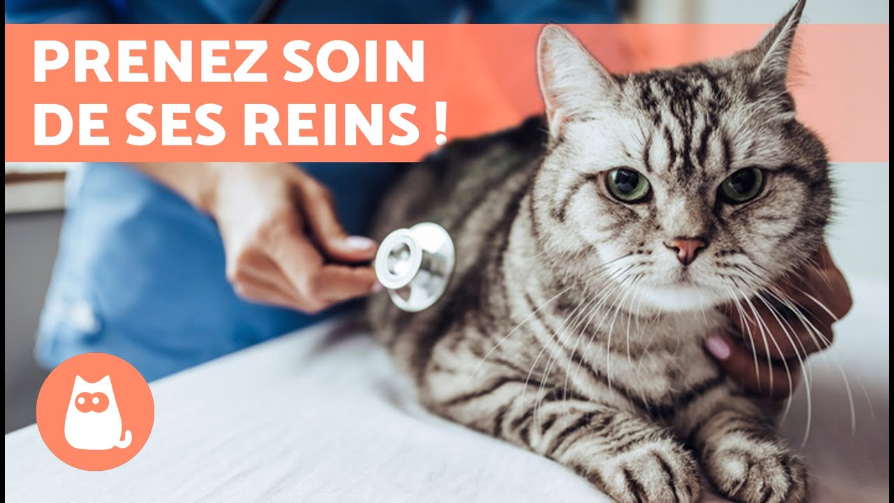 Comment prévenir les problèmes rénaux chez le chat 🐱 | PRENEZ SOIN DES REINS DE VOTRE CHAT ✅