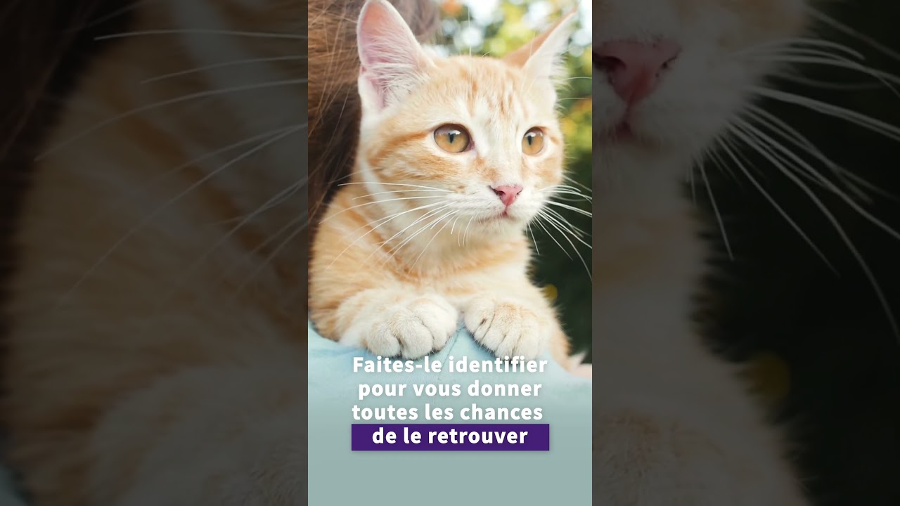 Un #chat est déclaré perdu toutes les 8 minutes 🐈