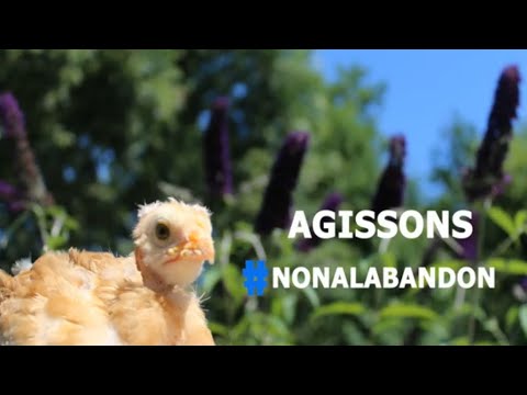 Campagne de sensibilisation à l'abandon 2020 - PPA