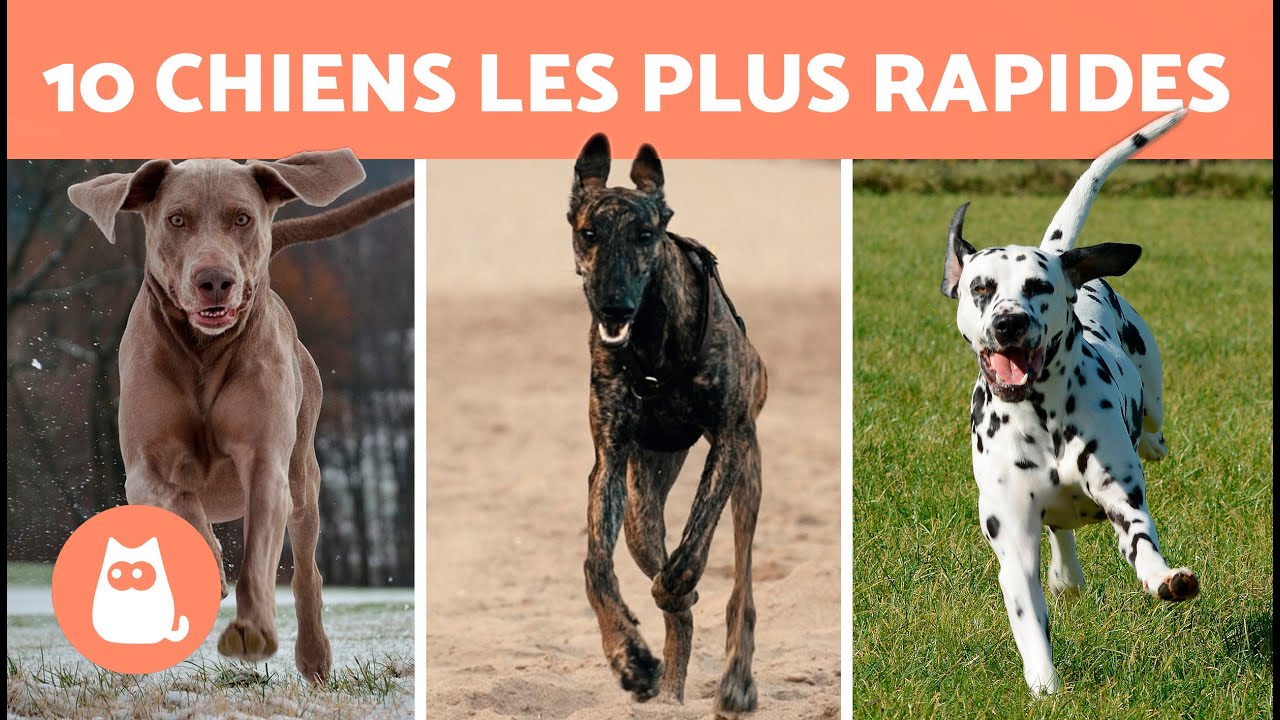 Top 10 DES RACES DE CHIENS LES PLUS RAPIDES au monde 🐶⚡ Quel chien est le  PLUS RAPIDE ?