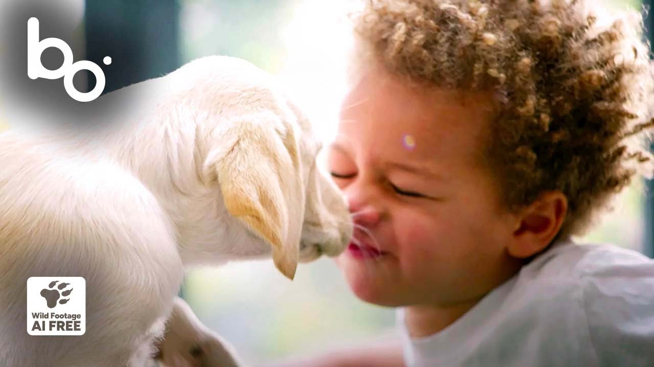 L'Histoire du Chien : Indispensable Compagnon de l'Homme | Domestication | Évolution | BOREALES