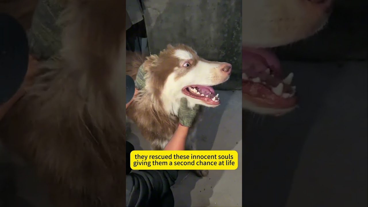 Rescuing an Alaskan from a dog meat market