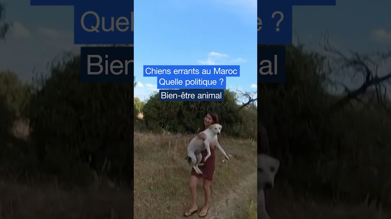 🇲🇦 🐕 Bien-être animal : quelle politique pour les chiens errants au Maroc ?