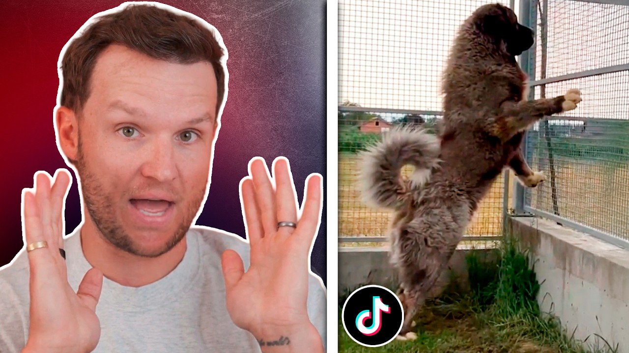 Expert Dog Trainer Reacts to Viral Dog TikToks
