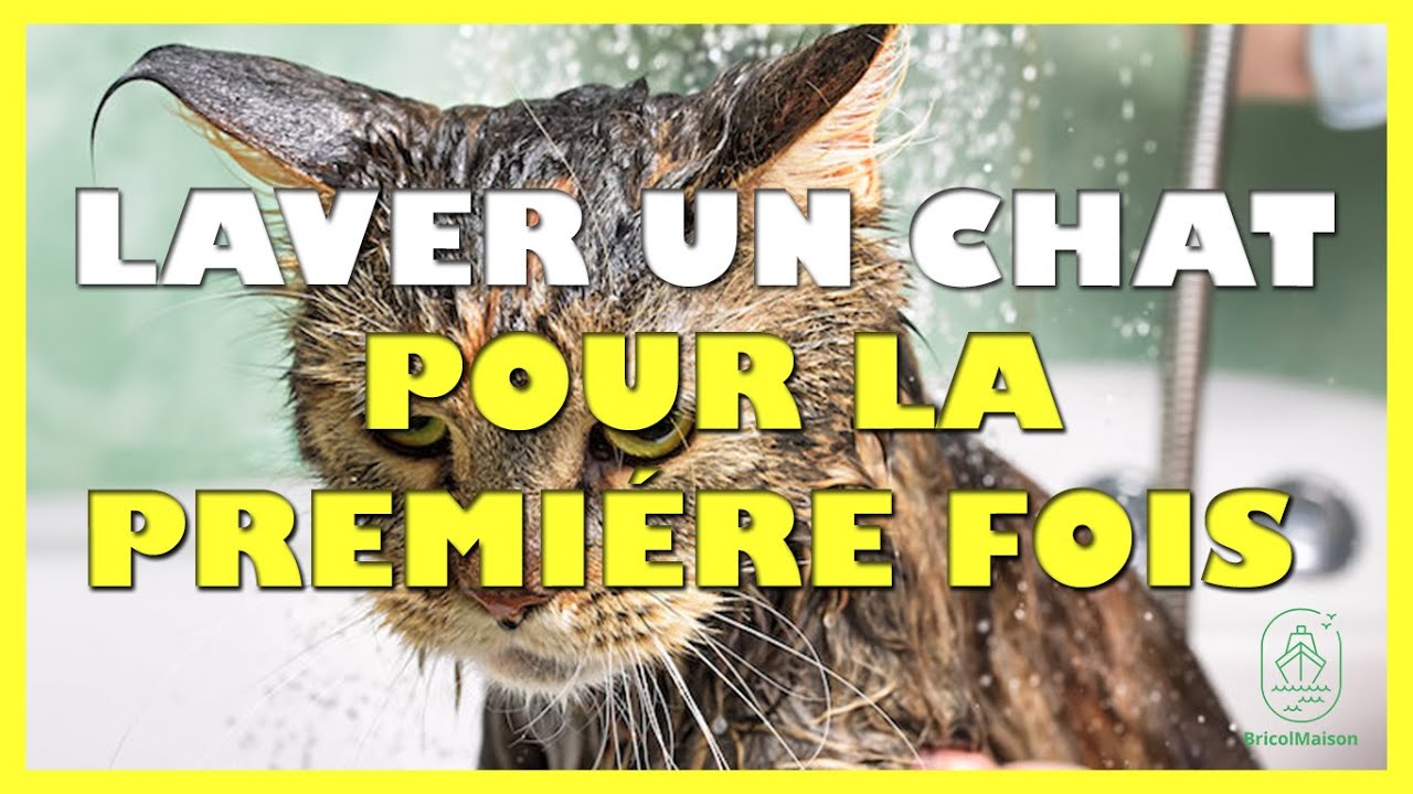 Comment laver un chat pour la première fois