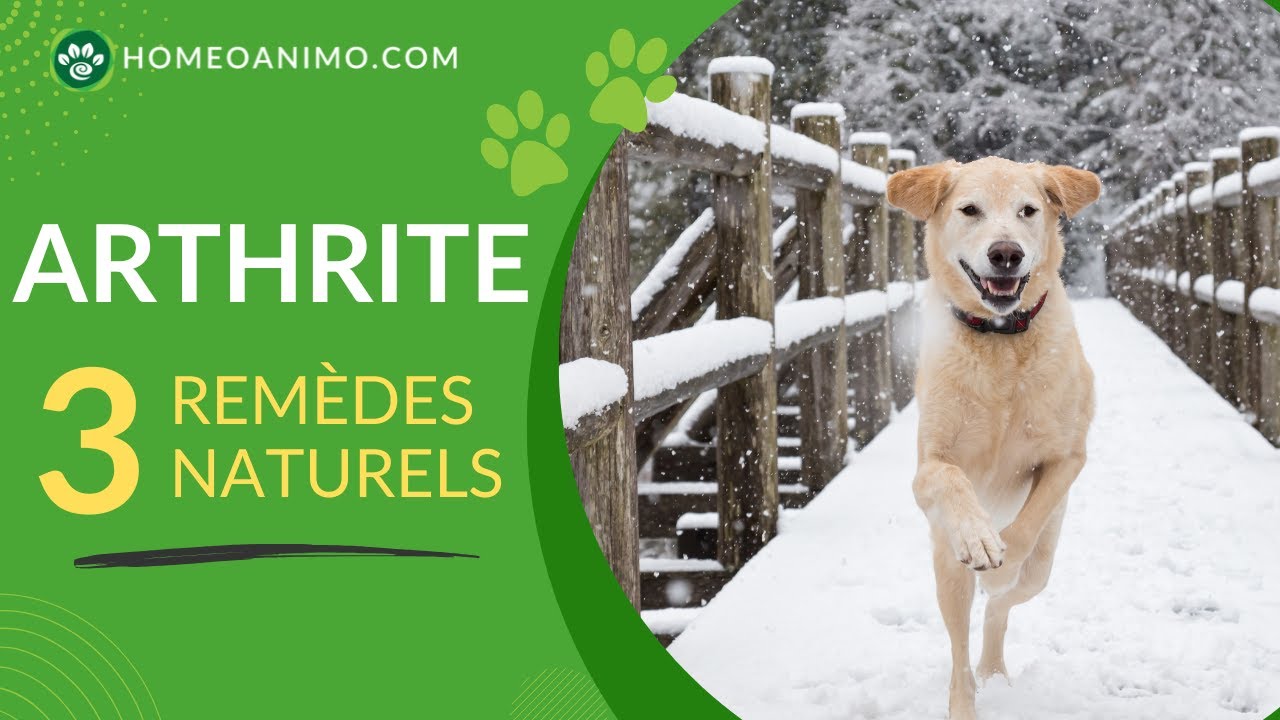 Soulage l’ARTHRITE de ton CHIEN ! 3 remèdes naturels